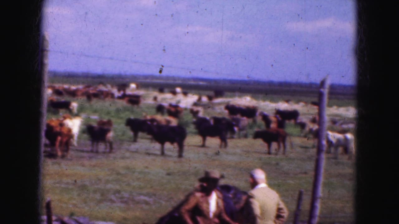 Cattle graze in an open field while two adults stand near a fence in the foreground.