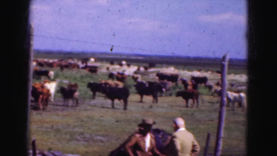 1975 Florida Everglades home-movie frame showing adults near a fence watching a scattered cattle herd in open pasture.