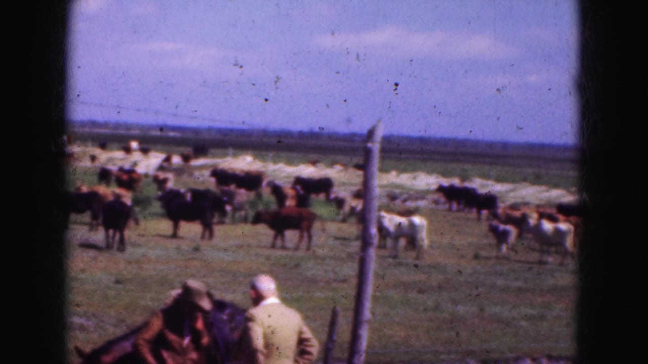 A herd of cattle stands across pasture with two adults partly visible near the lower edge.