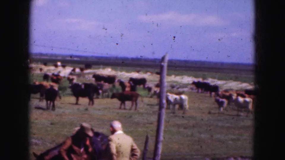 Cattle spread across a flat Everglades-area pasture as two adults watch from near a fence in this 1975 8mm frame.