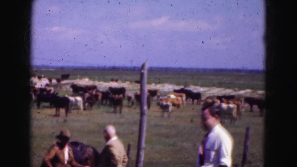 1975 Everglades ranch scene with cattle in the field and three adult figures near the fence line in a soft 8mm frame.