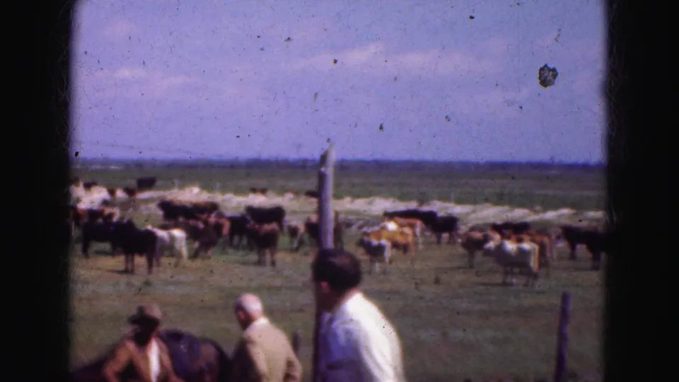 Three adults, including a man in a light shirt, stand by a fence while cattle graze in a 1975 Florida Everglades pasture.