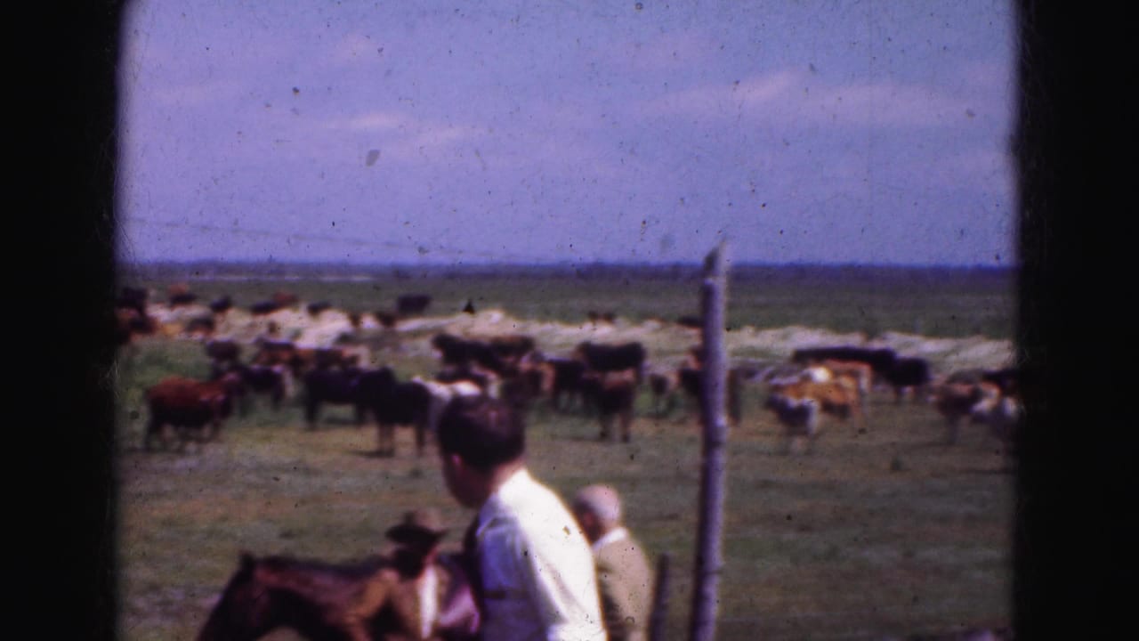 1975 Florida Everglades home-movie frame with men near a horse, fence posts, and grazing cattle in open pasture.
