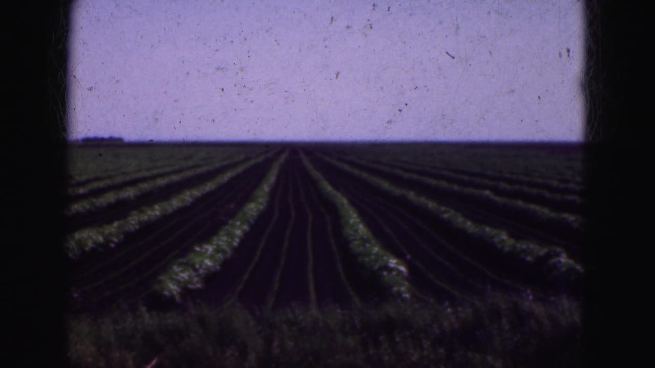 Wide crop rows stretching toward a flat horizon beneath pale sky.