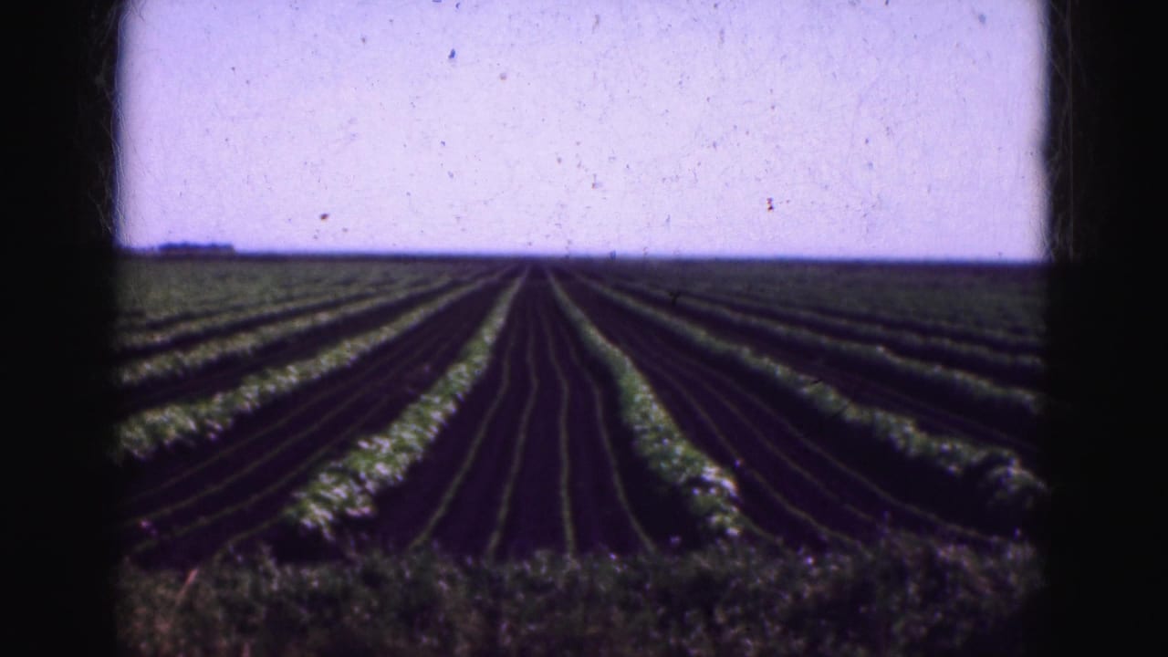 Parallel agricultural rows run into the distance under a pale sky.