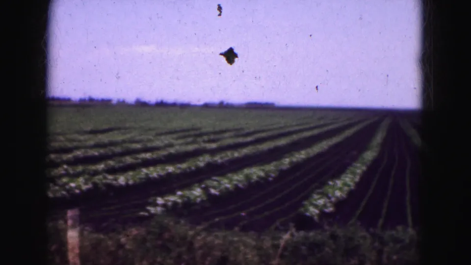 Final 1975 8mm frame shows angled crop rows in a Florida Everglades-area field, with grain, dust, and handheld home-movie framing.