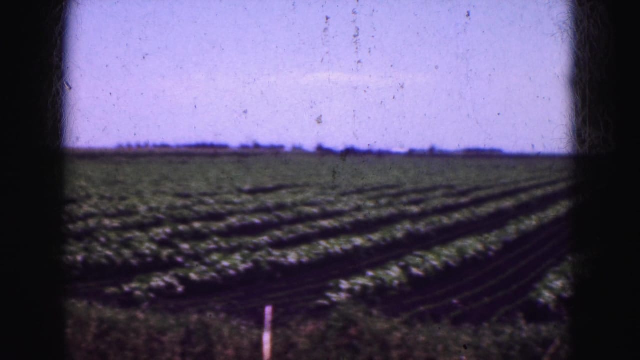 Rows of crops stretch across a flat field under a purple-blue sky.