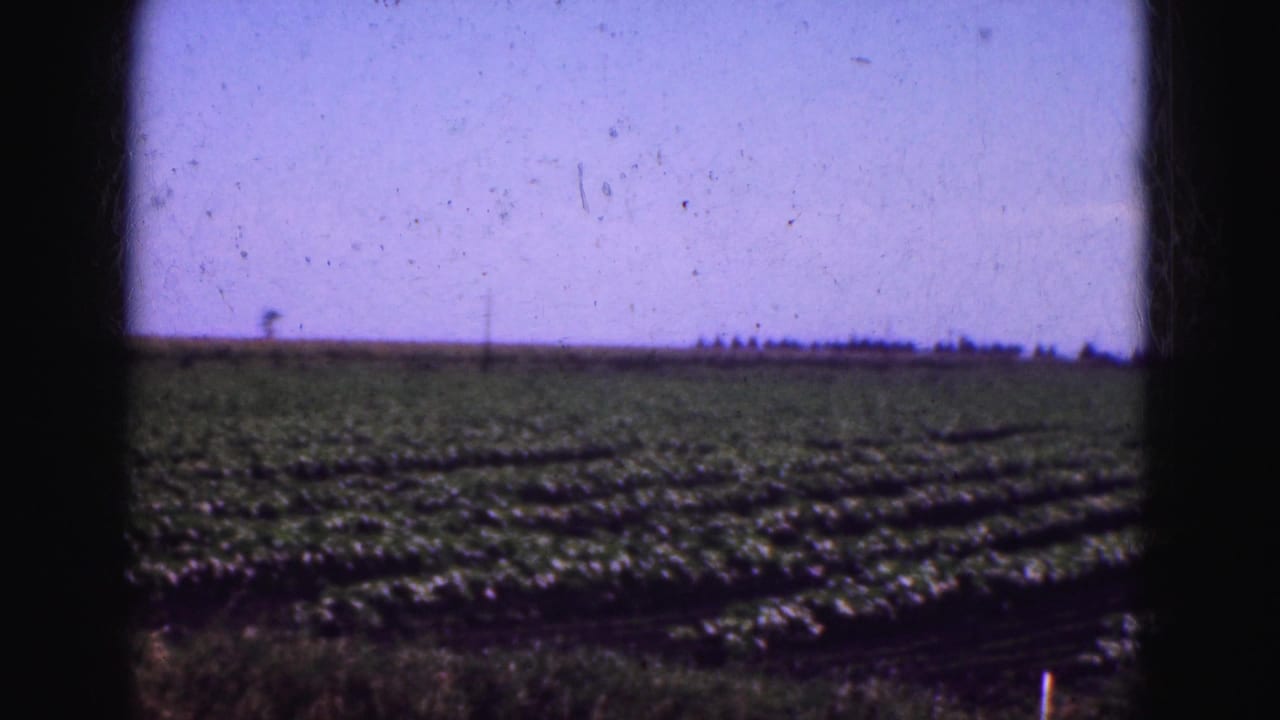 Flat crop field with parallel rows, horizon line, and pale sky.