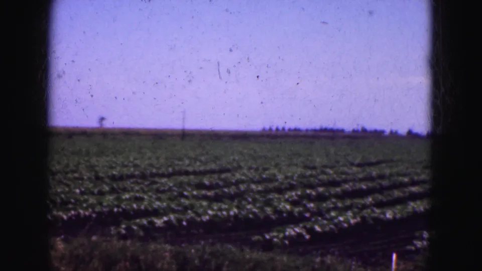 1975 Florida Everglades view of a cultivated field, with crop rows receding toward a low horizon under faded 8mm color.