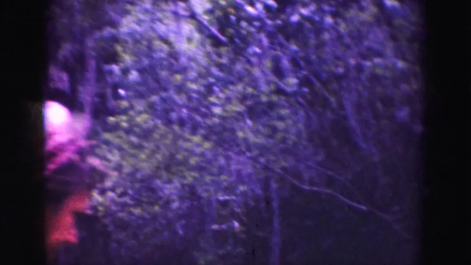 A partly obscured person appears beside dense trees, with dark 8mm frame borders and a purple color cast.
