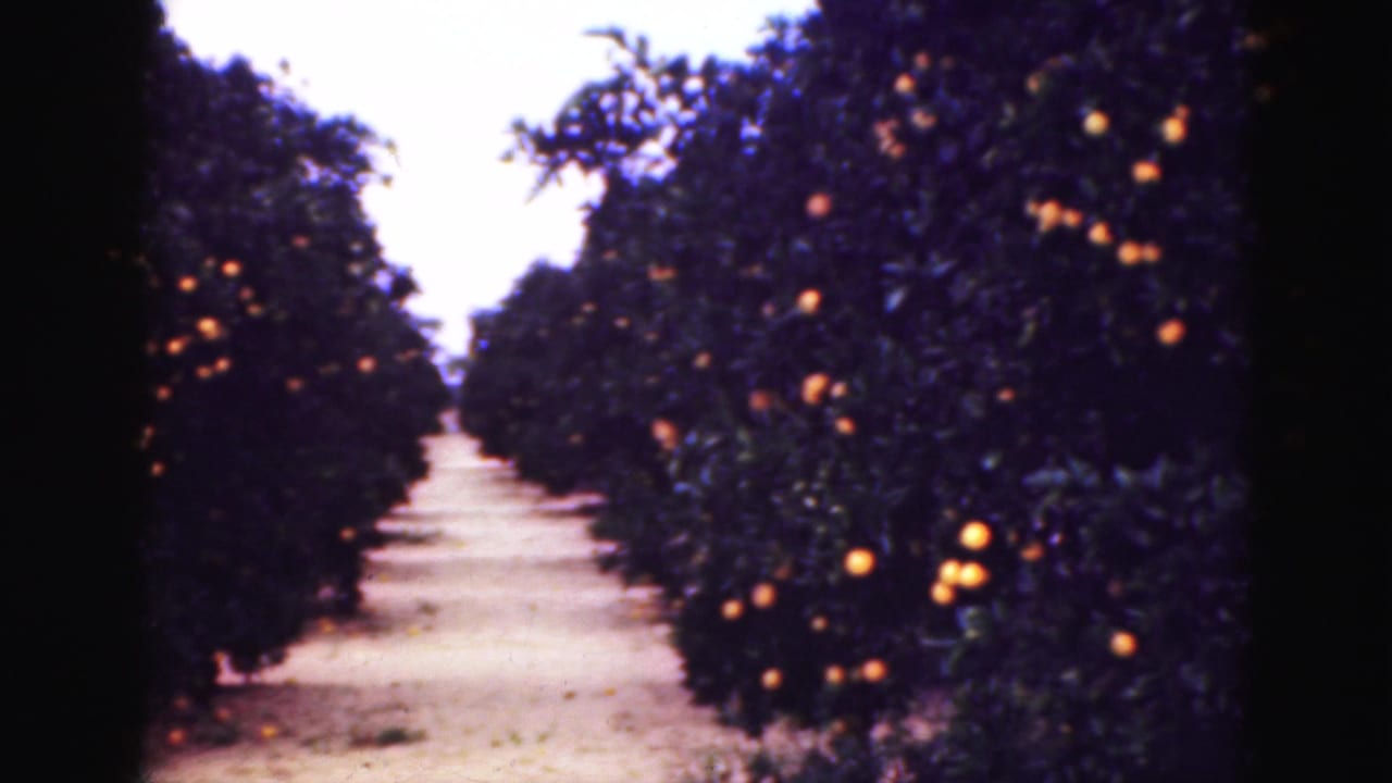 Empty dirt path between rows of orange trees with ripe fruit visible.
