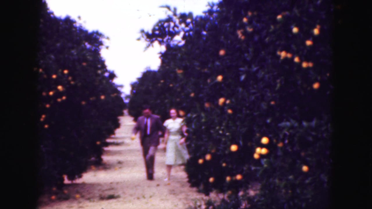 1975 Florida 8mm frame with a suited man and a woman in a pale dress walking through an orange grove.
