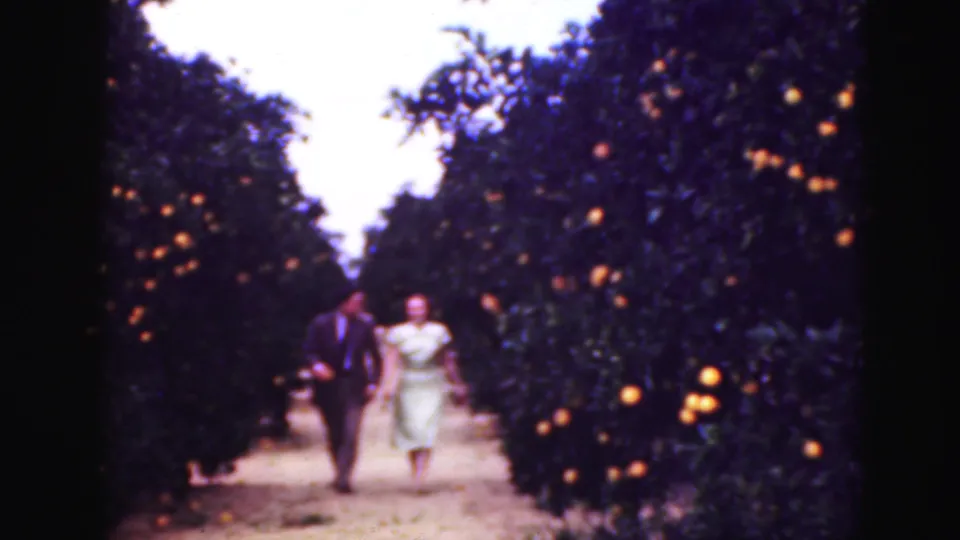 1975 Florida 8mm frame showing the couple nearer the camera as they walk between rows of orange trees.