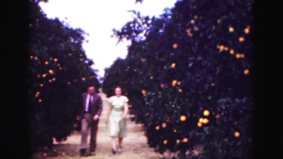 1975 Florida 8mm frame with the well-dressed couple approaching camera beside fruit-laden citrus trees.