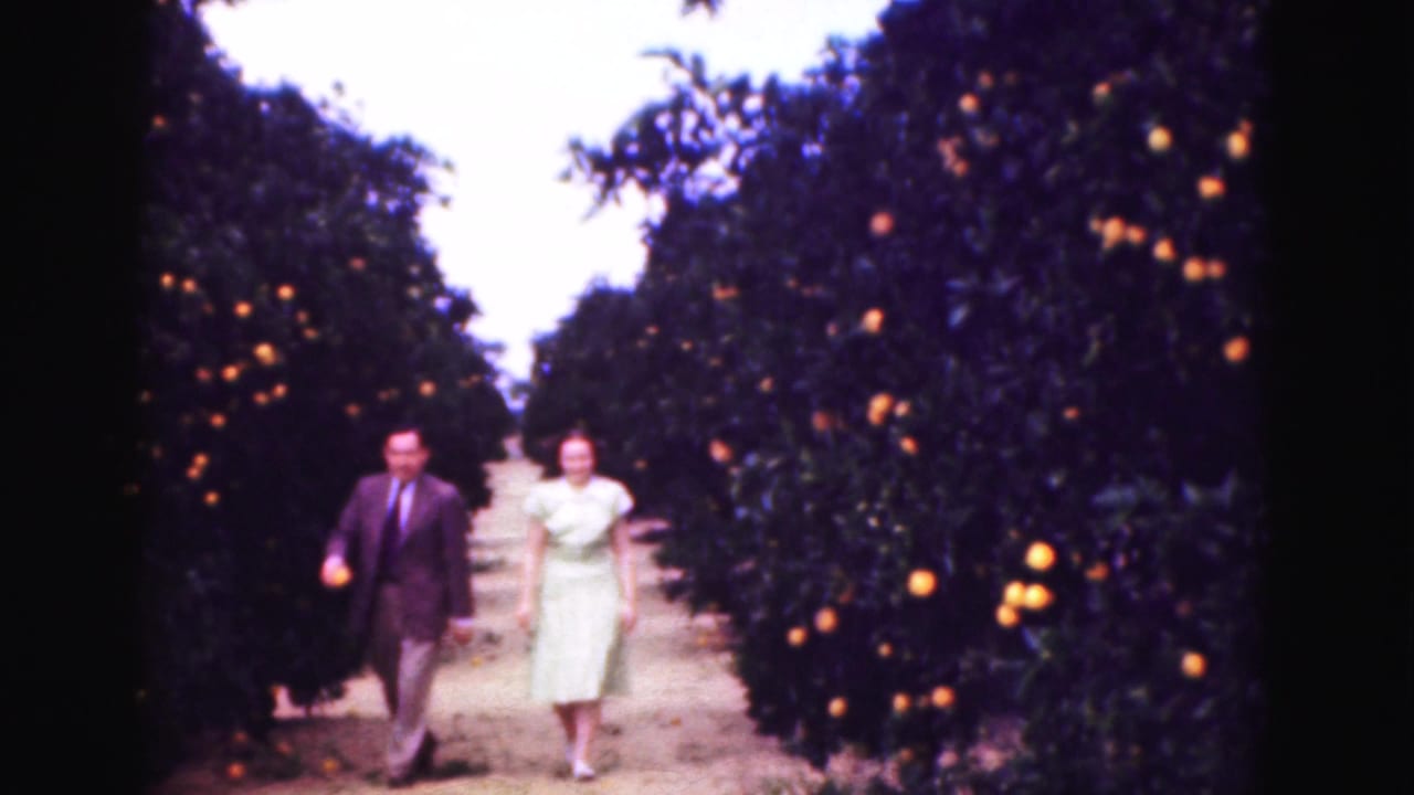 A man and woman walk along a dirt path between orange trees.