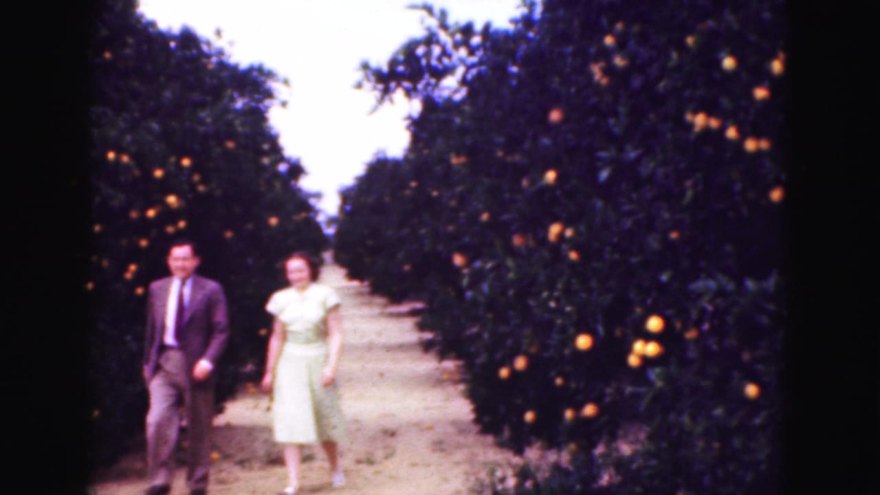 The man and woman advance along the grove path, framed by dense orange trees and soft 8mm color.