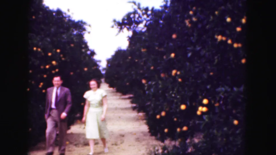 The man and woman advance along the grove path, framed by dense orange trees and soft 8mm color.