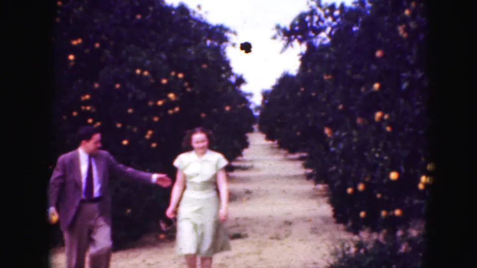The suited man turns and gestures toward the woman as they walk between orange trees in the 1975 Florida footage.