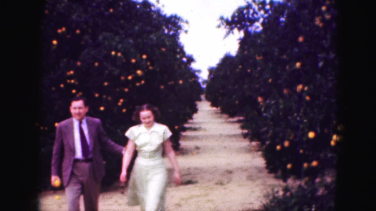 Adult couple walking along a dirt path between orange trees heavy with fruit.