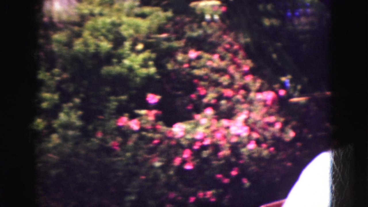 Pink flowering bushes and green garden foliage with part of a person at the right edge.