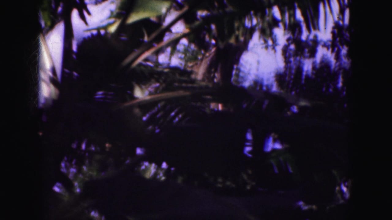 1975 Florida Everglades vacation footage frame with silhouetted palm fronds and dense tropical greenery.