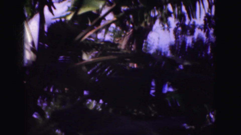 1975 Florida Everglades vacation footage frame with silhouetted palm fronds and dense tropical greenery.