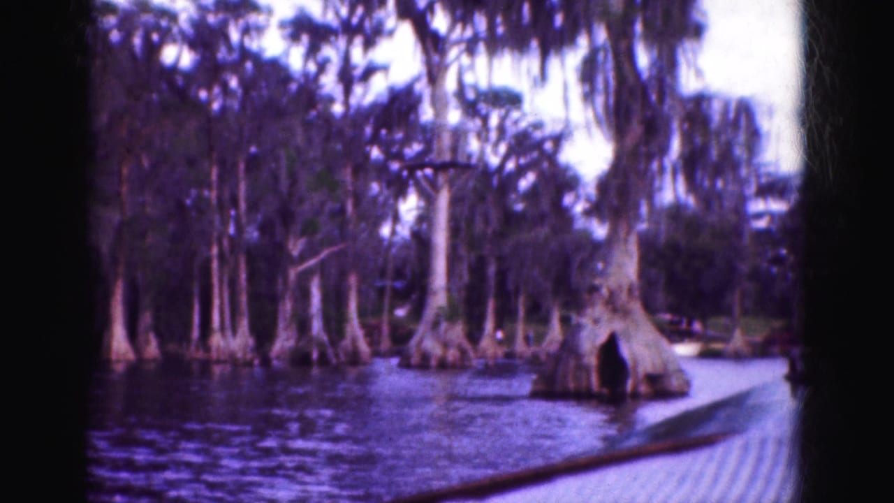 Boat-level view of cypress trees and dark water with hanging moss.