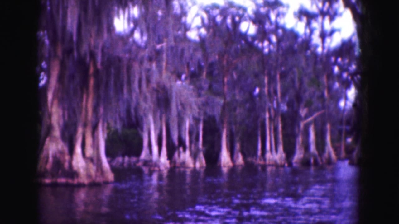 Cypress trunks and hanging moss along a Florida Everglades waterway, filmed in soft color 8mm texture.