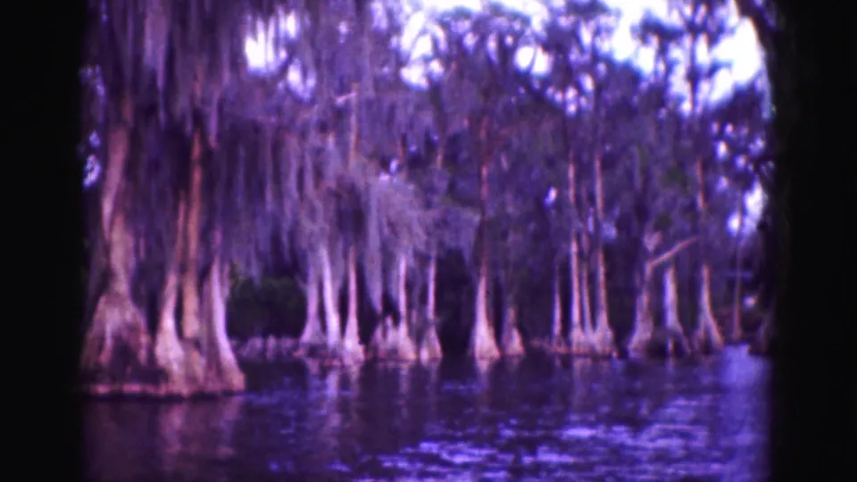 Cypress trunks and hanging moss along a Florida Everglades waterway, filmed in soft color 8mm texture.