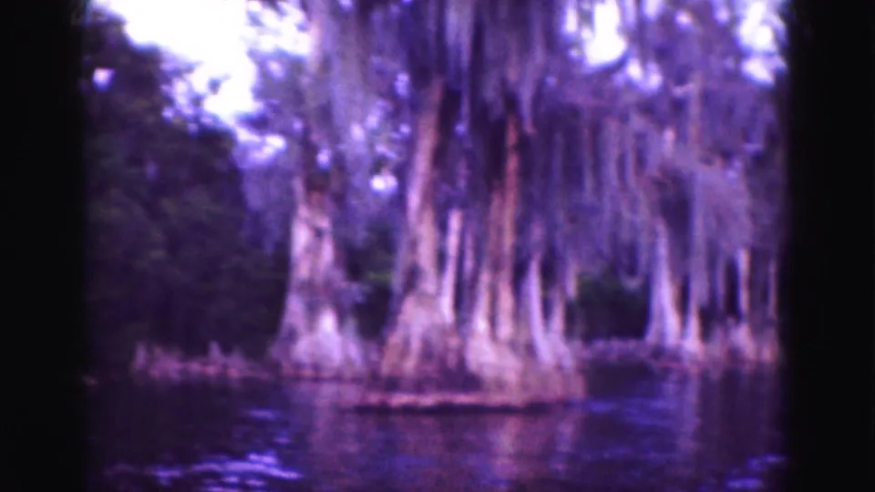 Closer 1975 Everglades view of cypress bases and Spanish moss reflected in dark wetland water.