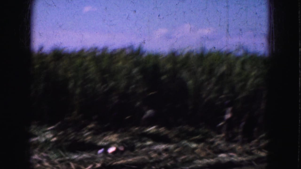 Workers appear among tall corn in the Florida Everglades harvest scene, partly hidden by stalks and soft 8mm focus.