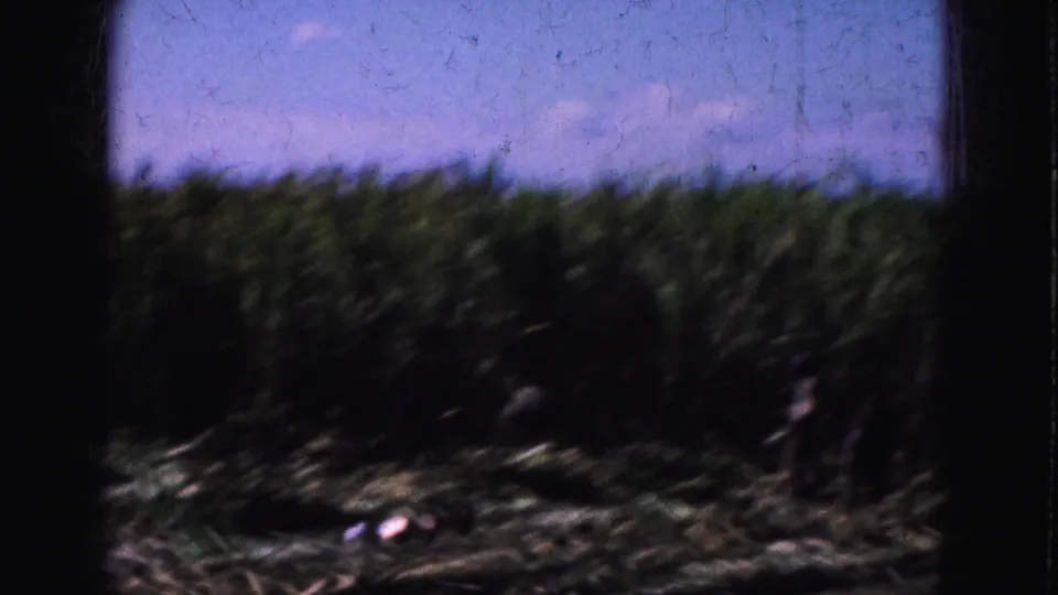 Workers appear among tall corn in the Florida Everglades harvest scene, partly hidden by stalks and soft 8mm focus.