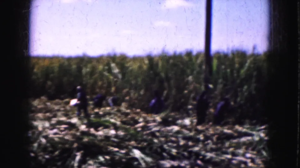 A 1975 Florida Everglades field view shows workers near tall corn rows, scattered cut stalks, and a vertical pole or stalk in the frame.
