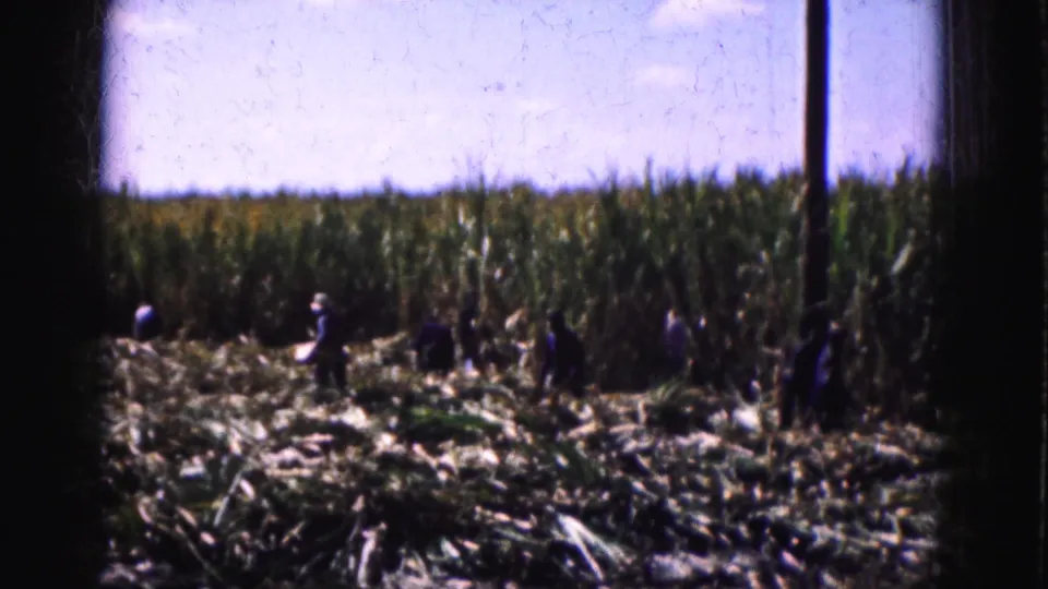 The final frame shows distant workers across a Florida Everglades corn field, with tall stalks, open sky, and heavy 8mm grain.