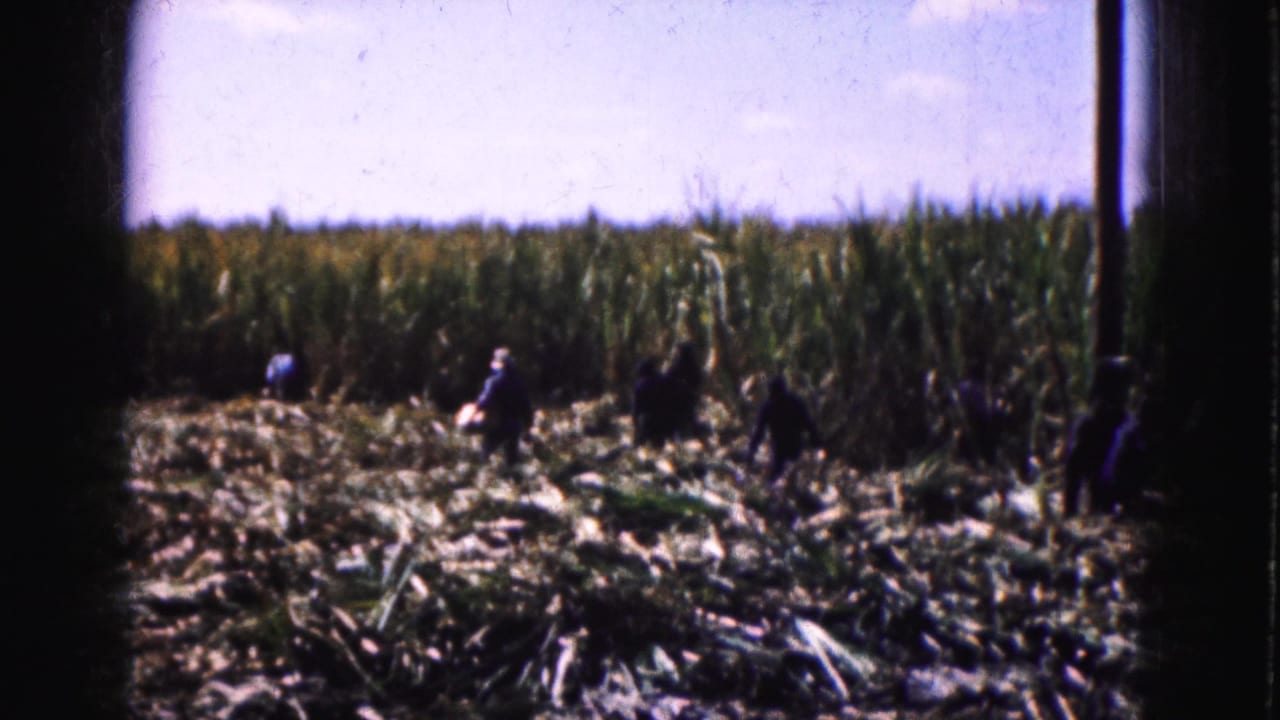 1975 Florida Everglades home-movie frame showing workers spread across a field near tall crops and cut stalks.