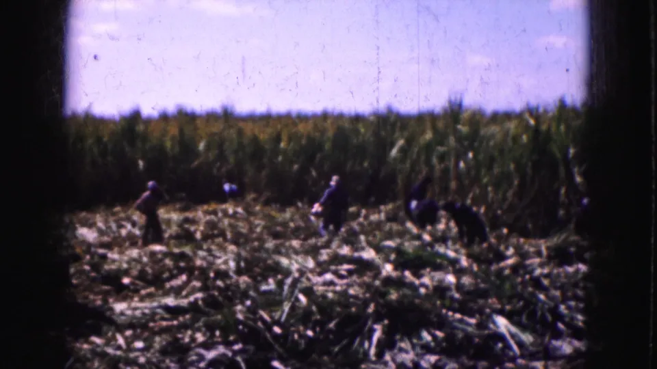 1975 Florida Everglades field scene with several people working by hand among cut stalks and tall green crops.
