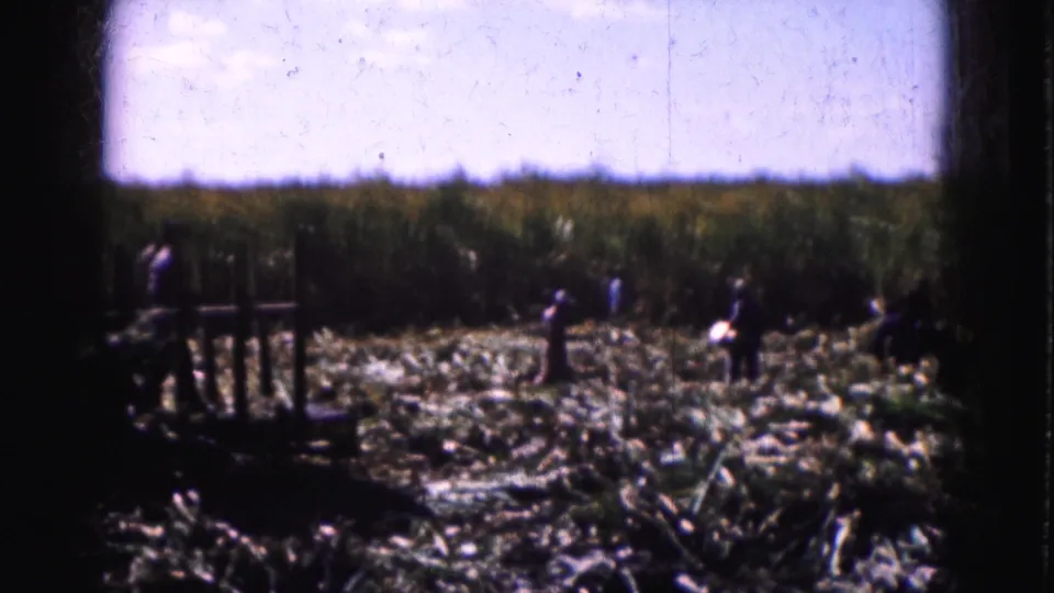 1975 Florida Everglades home-movie view of workers in a harvested field, with a wooden fence or cart edge in the foreground.