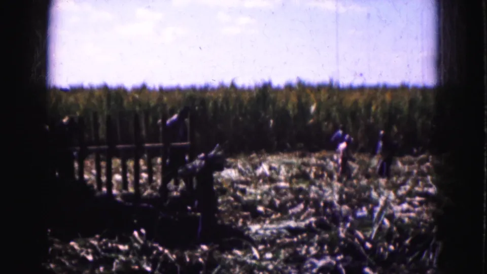 1975 Florida Everglades frame showing people working in a harvested field, partially obscured by a wooden fence or wagon edge.