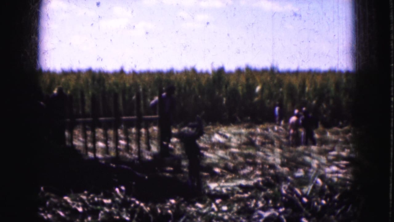 Several people stand and move among cut stalks in a bright harvested field.