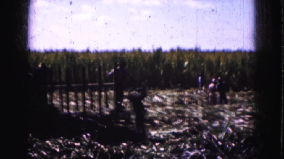 1975 8mm Florida Everglades footage showing distant people working among cut stalks with tall crop rows behind them.