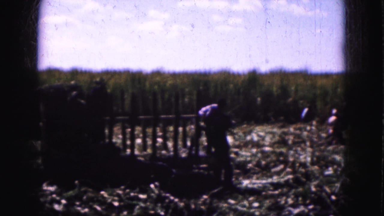 A person bends near cut stalks while other figures stand farther back in the field.