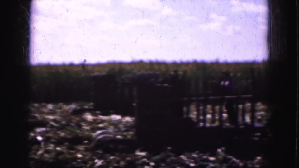 Soft 8mm view of a harvested Florida Everglades field, with distant figures partly obscured by dark exposure and crop debris.