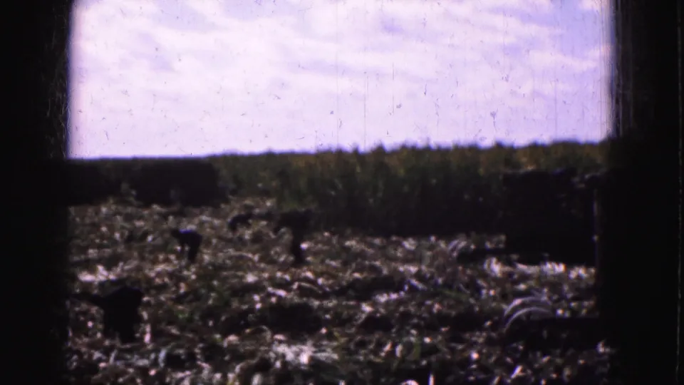 Wide 1975 8mm Florida Everglades field view with small figures working among cut stalks beneath a bright sky.