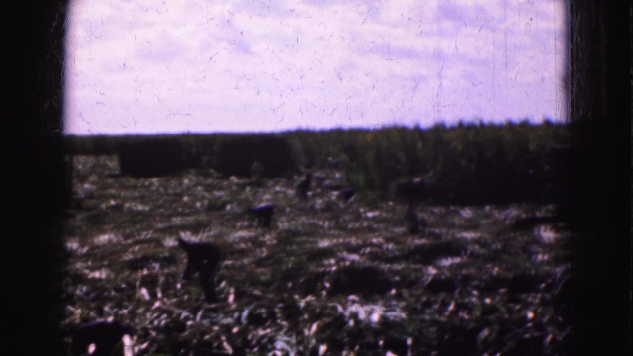 Distant workers stand in a harvested field framed by dark vertical edges.