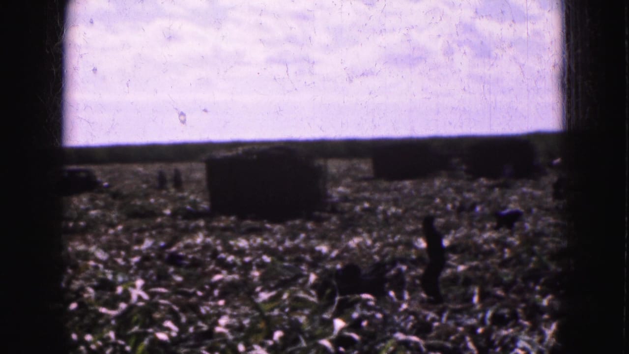 Workers move through a field near large rectangular bales or stacks.