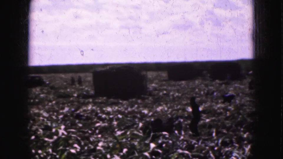 Distant figures work among crop debris and large rectangular bales in a 1975 Florida Everglades farm scene.