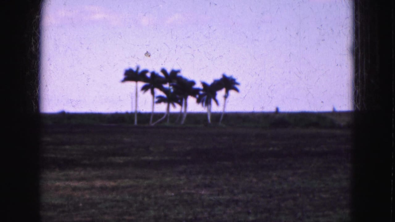 1975 Florida Everglades home-movie frame showing a small cluster of silhouetted palms against a pale sky and flat open ground.