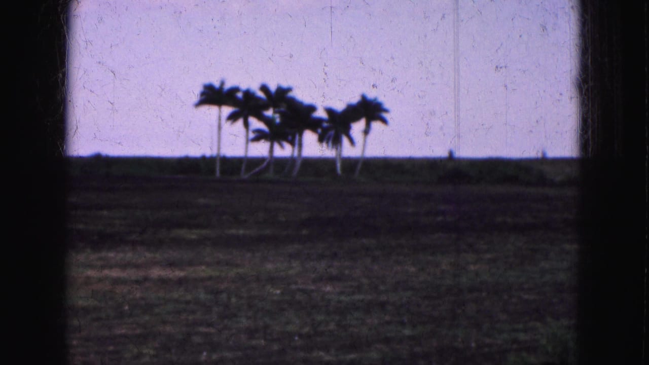 Palm cluster near the horizon with dark ground and pale sky.