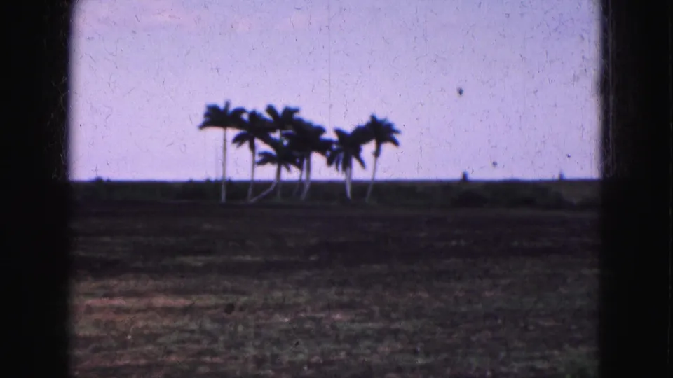 1975 Florida Everglades home-movie still with palms silhouetted over a dark field and softened by grain and scratches.