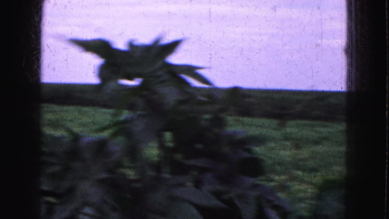 1975 Florida Everglades home-movie frame looking through a dark window frame toward grass, low trees, and foreground leaves.